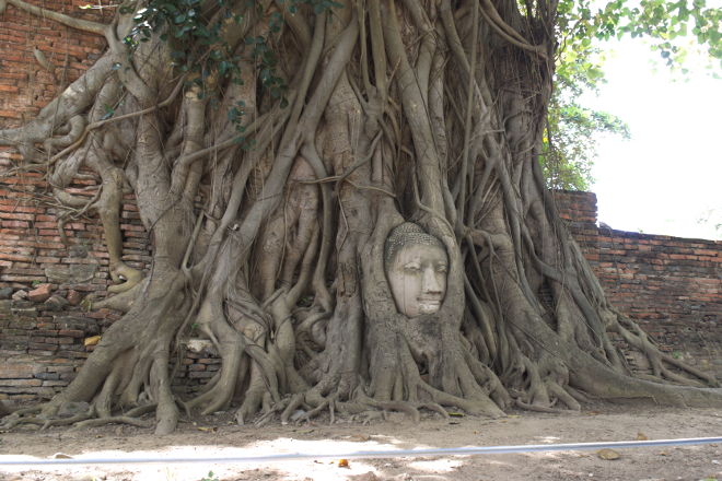 Buddha head in a banyan tree
