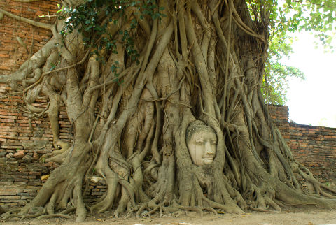 Buddha head in a banyan tree