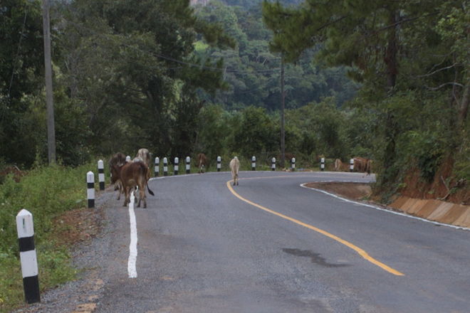 Cows on the road