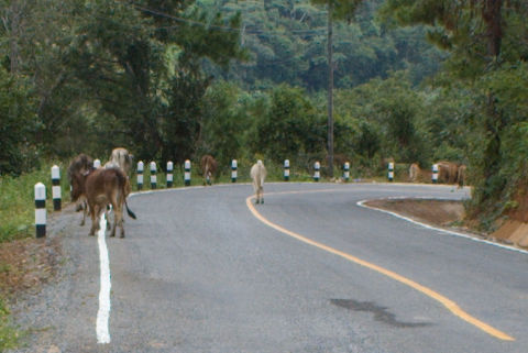 Cows on the road