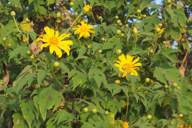 Mexican sunflower buds