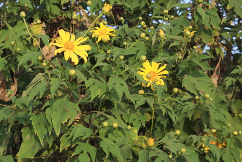 Mexican sunflower buds