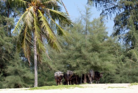 Cows Mai Khao Beach