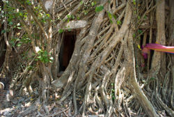 Wat Bang Kung. Temple in a tree